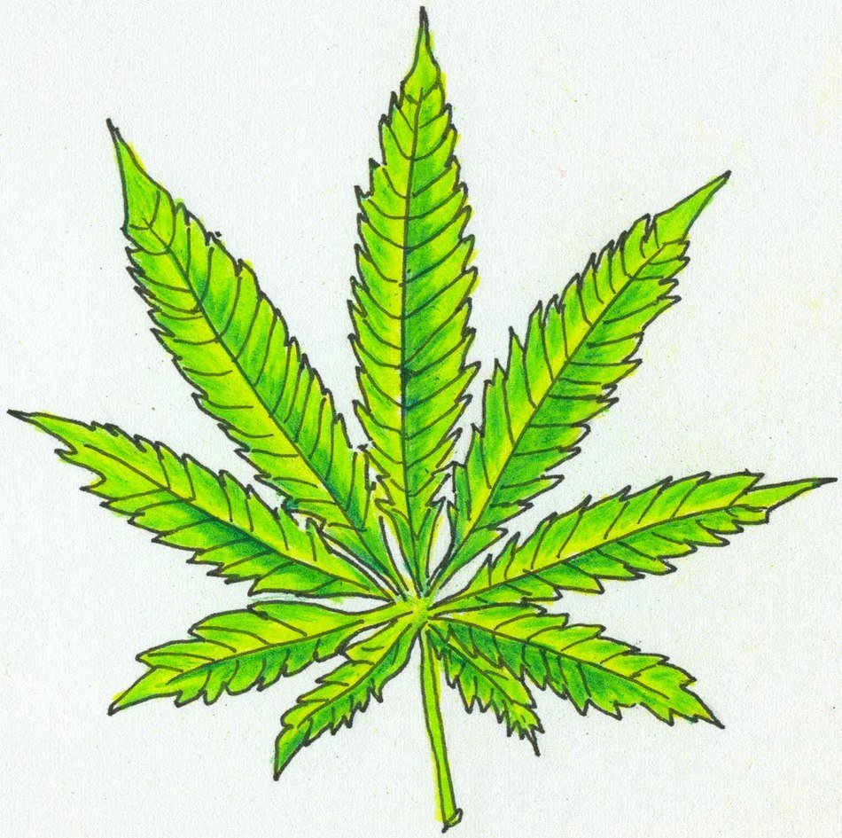 Drawing of Marijuana leaf