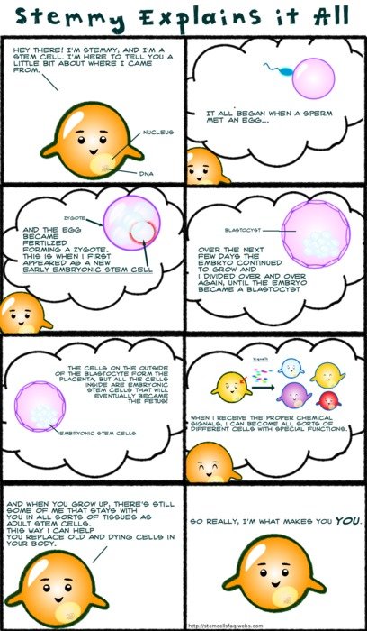 Adult Stem Cells