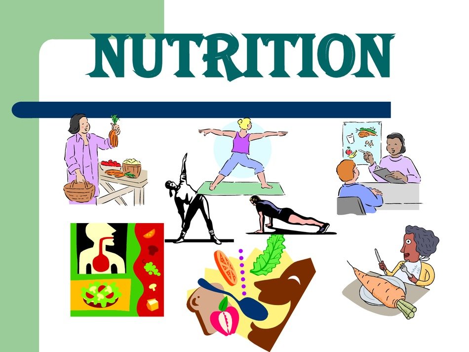 Food Pyramid N16