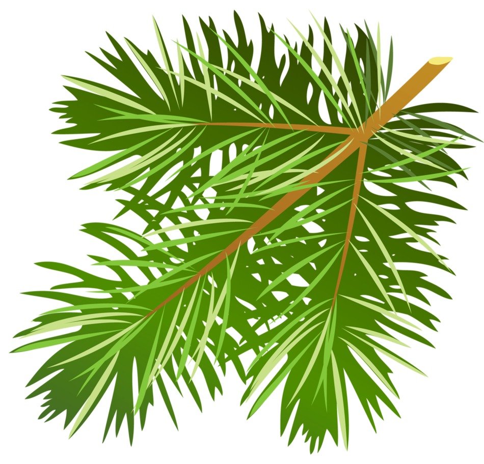 İllustration of Pine Branch