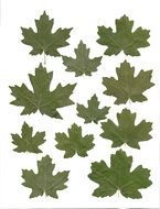 Green Maple Leaf Clip Art N12