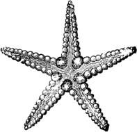 starfish as picture for clipart