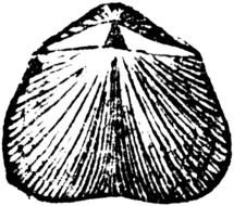 Orthis Mollusk