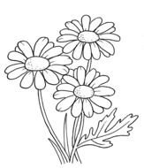 Daisy Flower Coloring Pages N2