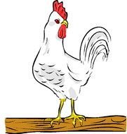 drawn white chicken