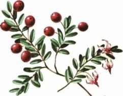Cranberry Clip Art N16
