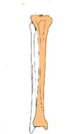 Human Tibia Bone clipart