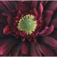 Purple Gerber Daisy drawing