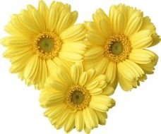 photo of three yellow gerbera buds