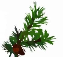 Pine Branch Clip Art N8