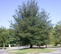 Live Oak Tree