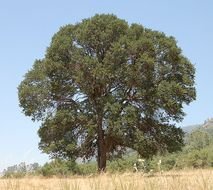Blue Oak Tree