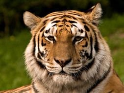 Tiger nice Face