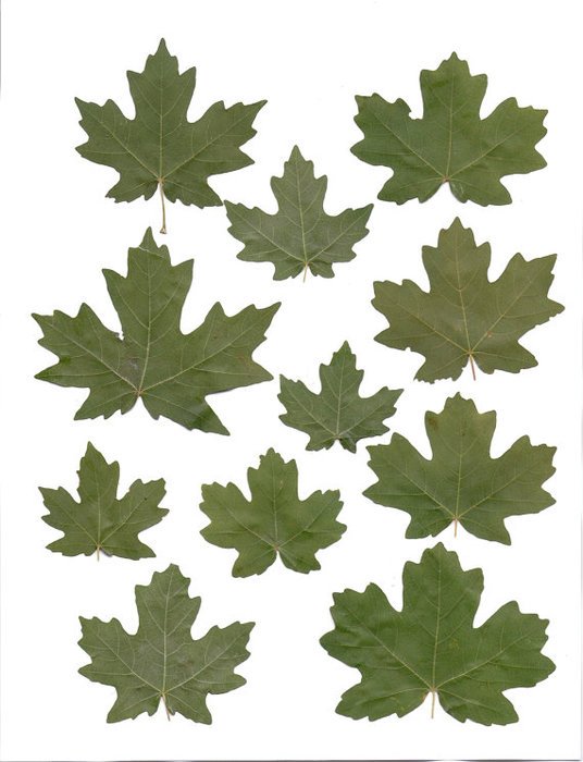 Green Maple Leaf Clip Art N12