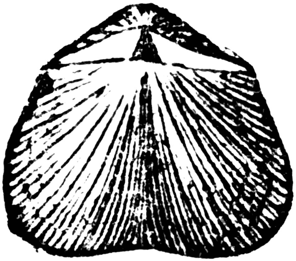 Orthis Mollusk