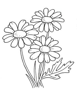 Daisy Flower Coloring Pages N2
