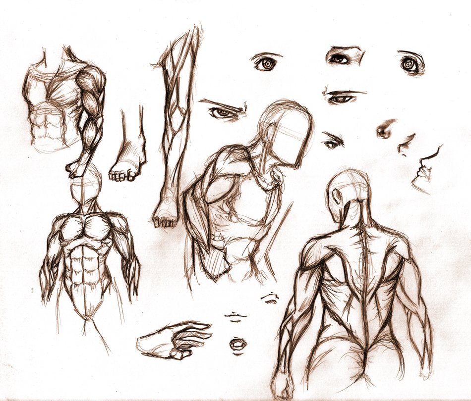 Male Human Anatomy Clip Art
