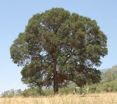 Blue Oak Tree