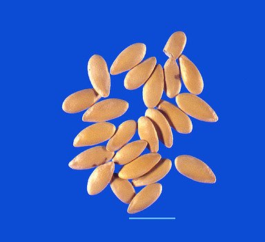 Cantaloupe Seeds