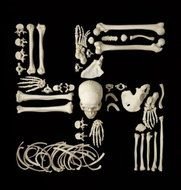 Human Bone Art