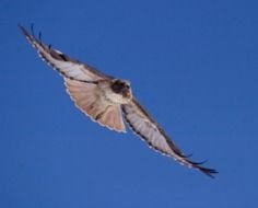Red Tailed Hawk N2