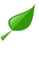 Green Pumpkin Leaf drawing
