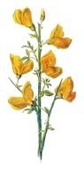 Wild Flower Clip Art Free drawing