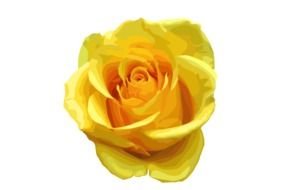 Single Yellow Rose N5