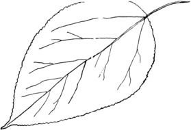 Leaf Outline Clip Art drawing