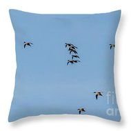 Northern Pintails Gliding Throw Pillow By Robert Bales