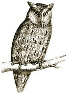 Vintage Owl Clip Art drawing