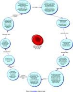 Red Blood Cell Diagram N3