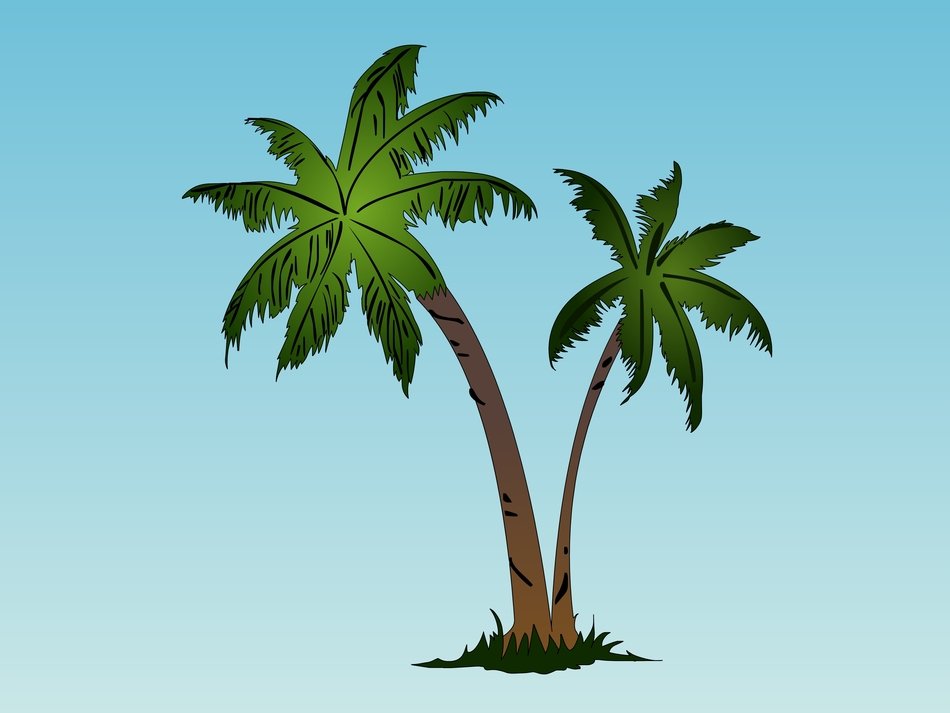 Palm Tree Drawing N5
