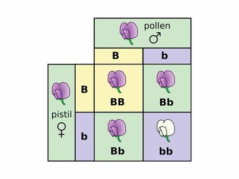 Punnett Square Pea Plants drawing