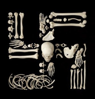 Human Bone Art