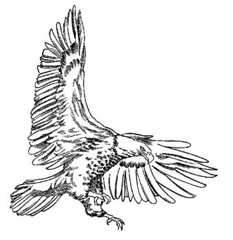 Realistic Bald Eagle Coloring Pages N2