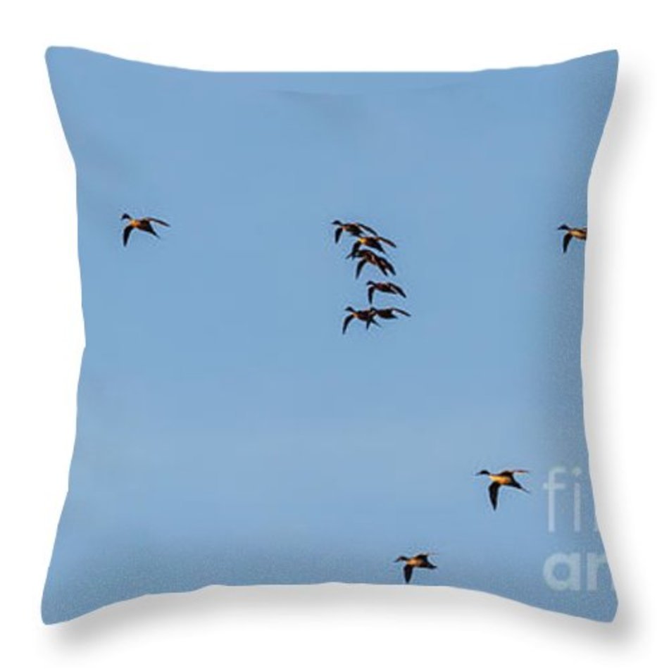 Northern Pintails Gliding Throw Pillow By Robert Bales