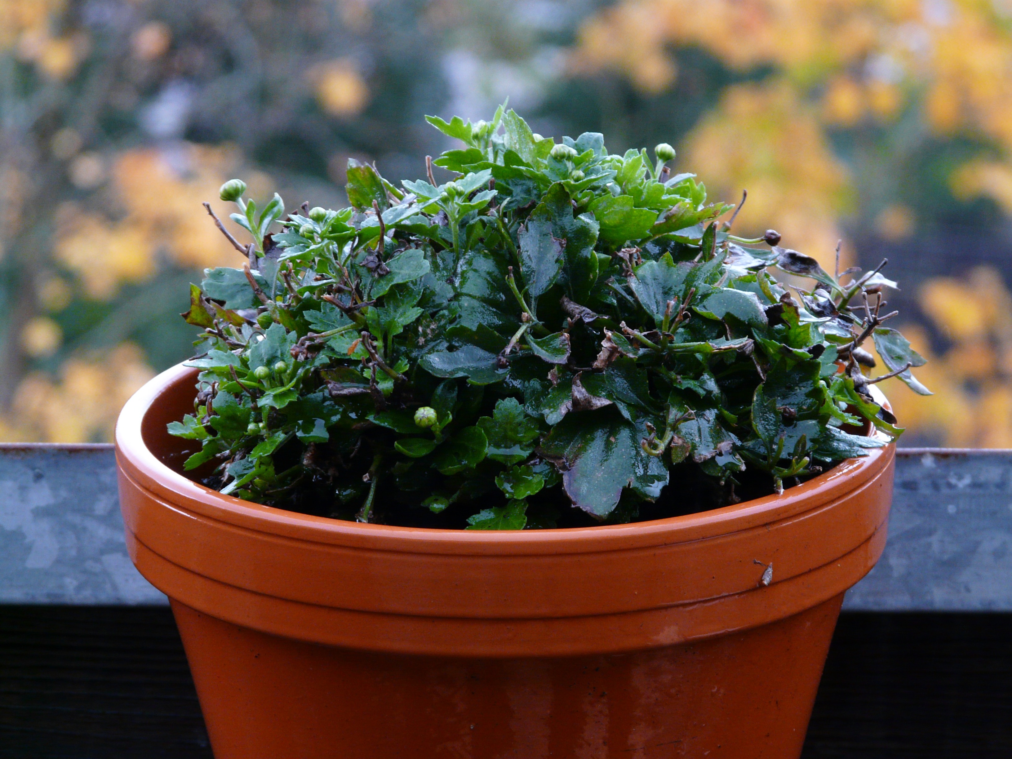 Raindrops on a potted plant free image download