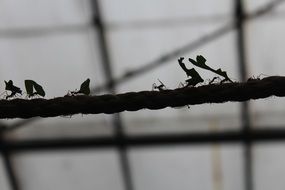 Ants are on a rope