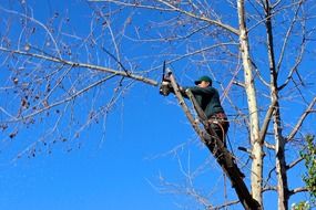 worker is sawing branches on a tree