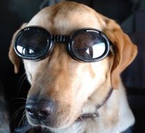 military working dog in goggles