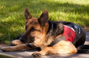 military german shepherd