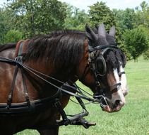 front part of two horses in harness on meadow