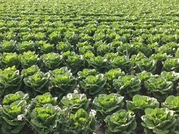 plantation of green salad on a clear sunny day