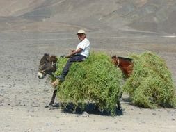 Peruvians man on the donkey