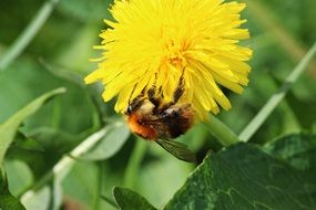 hard working bee in the dandelion