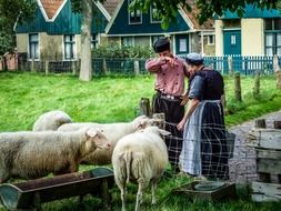 famers and sheep at zuiderzee outdoor museum