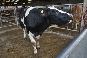 milk spotted cow with a stigma in a stall on a farm
