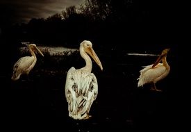 three pelican in black and white background