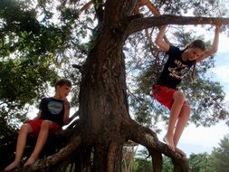 children climbing on a tree